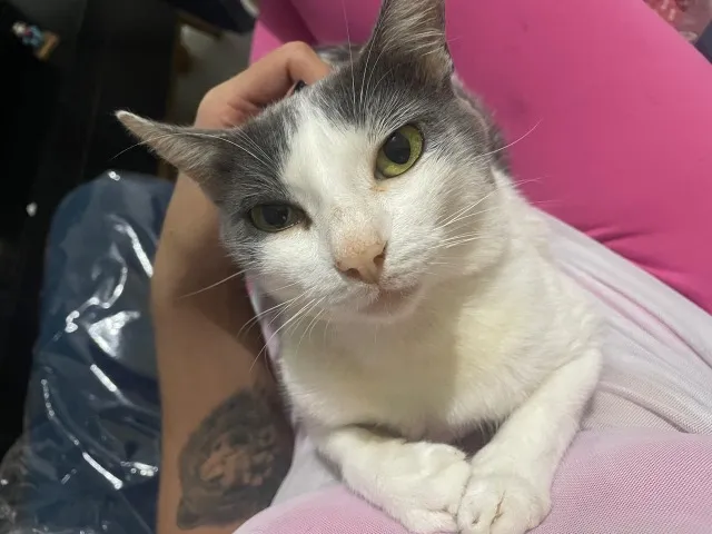 Gato