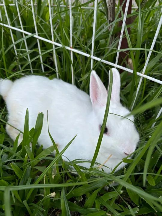 Coelho branco fêmea - Foto 4