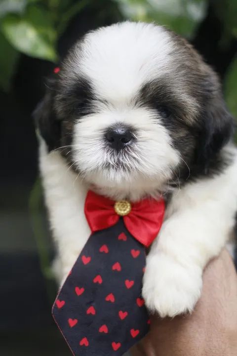 Shihtzu  - Foto 3