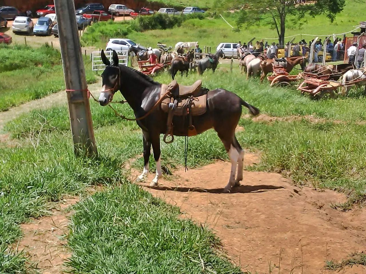 Jumento pêga registrado  - Foto 6