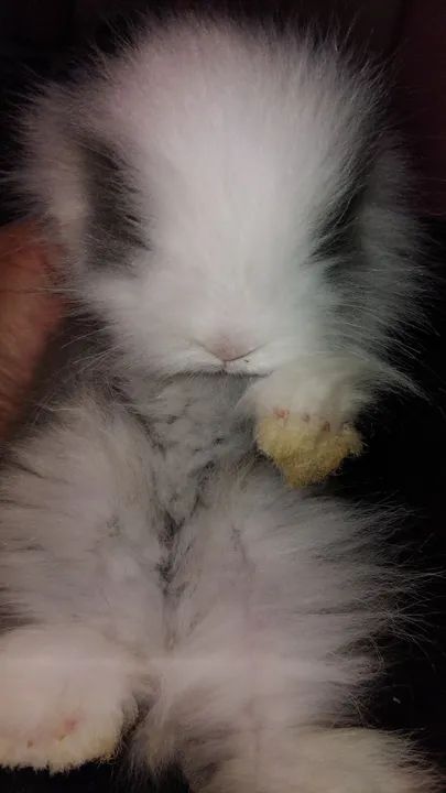 Mini Teddy femea 200 - Foto 2