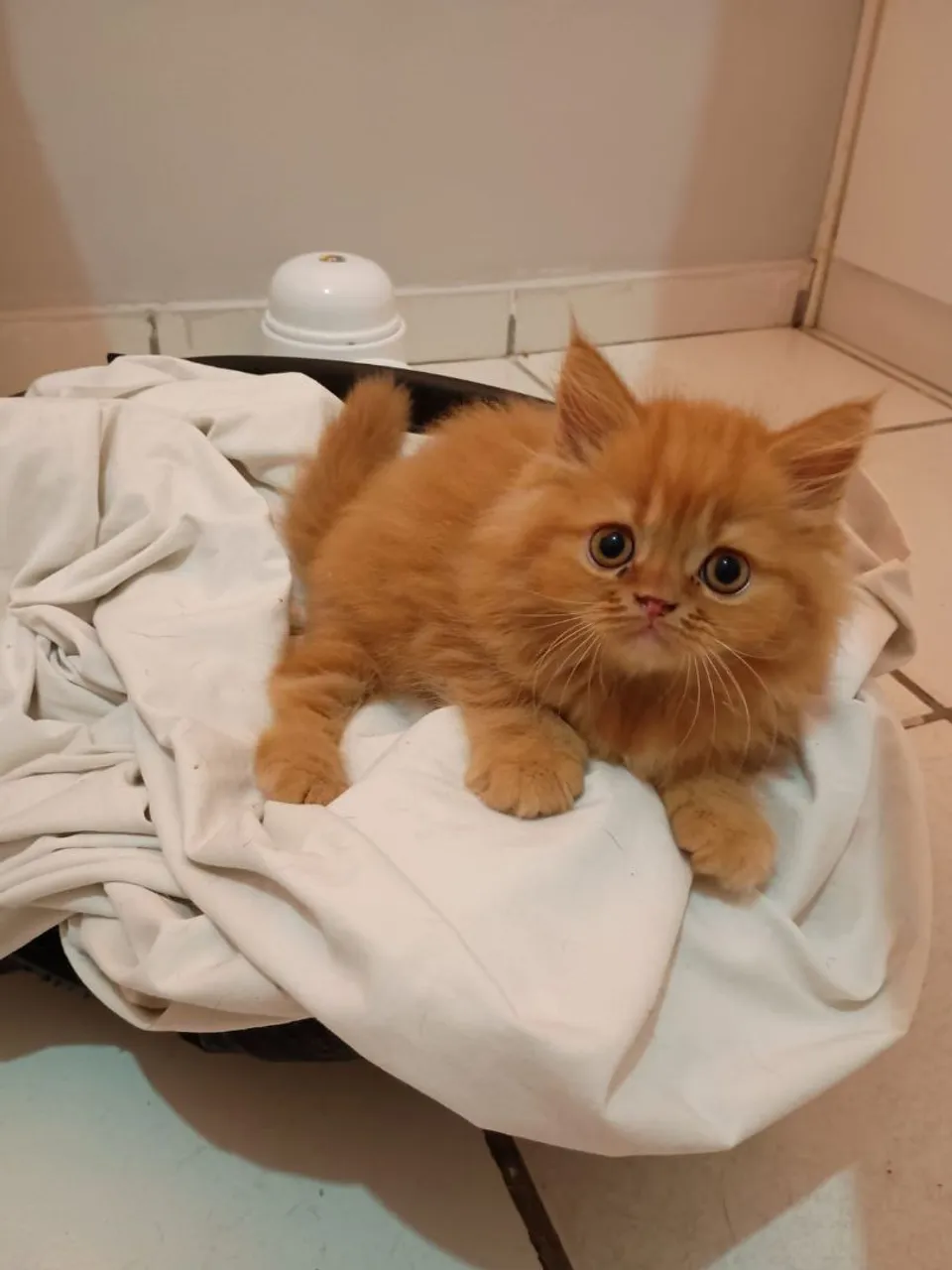 Gatinho Persa Laranja lindo e fofinho 