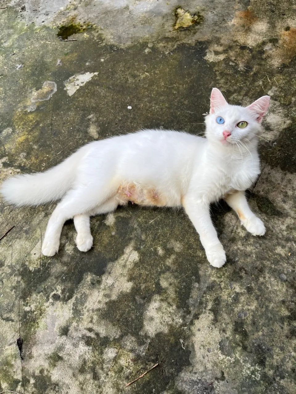 Gata branca de olhos azuis e verdes