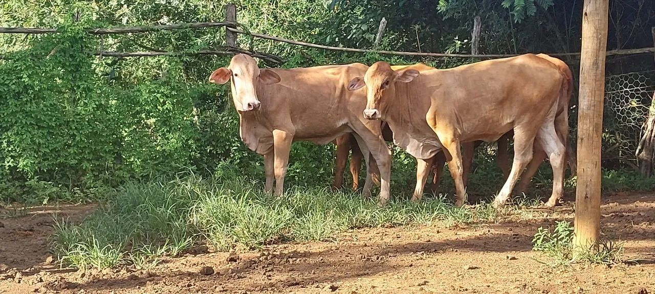 4 novilhas raça caracu - Foto 5