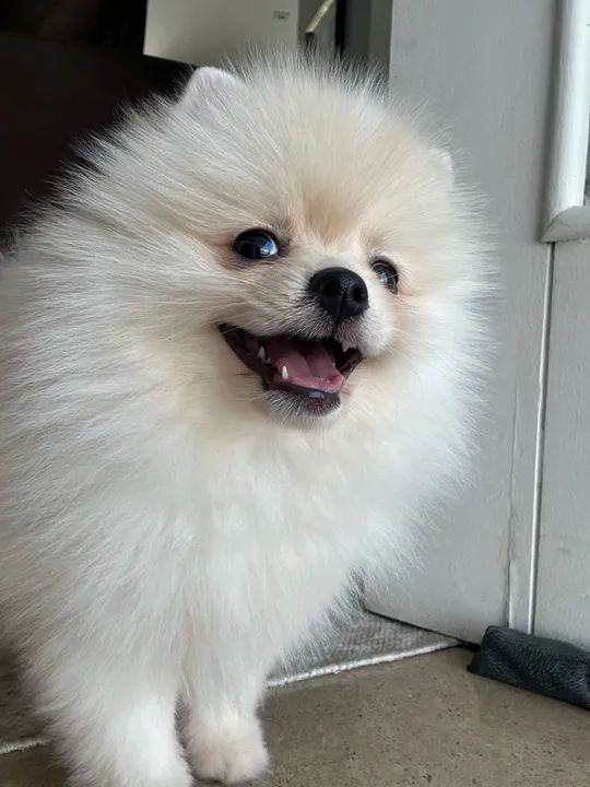 Filhote spitz alemão fêmea  - Foto 4