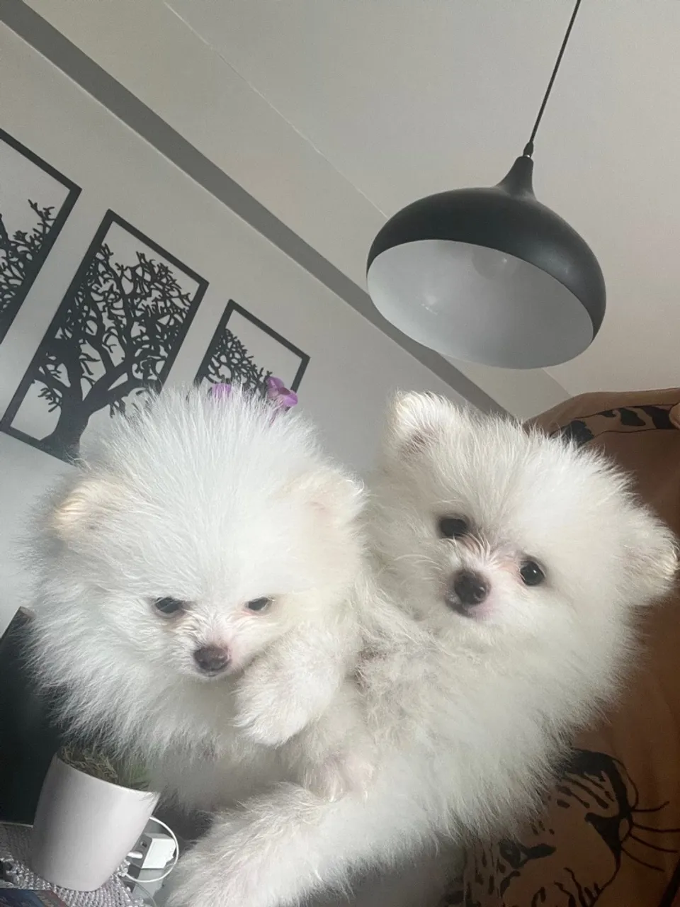 Spitz alemão branco macho