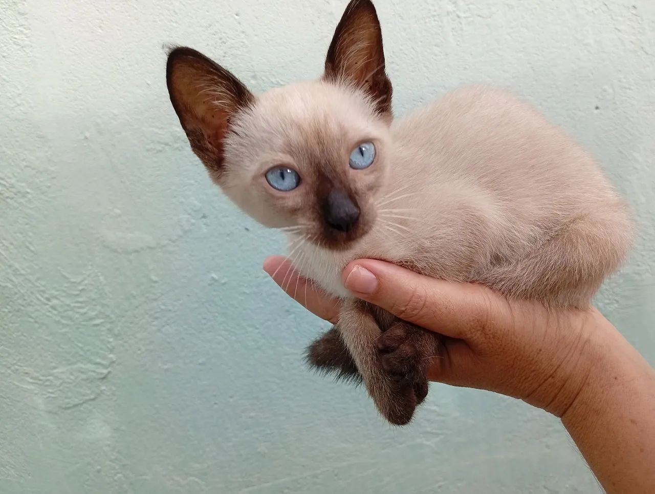 Procuro um lar para morar, amar e ser amada - Foto 2