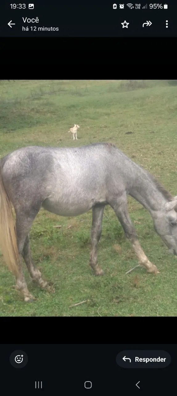 Cavalo cinza