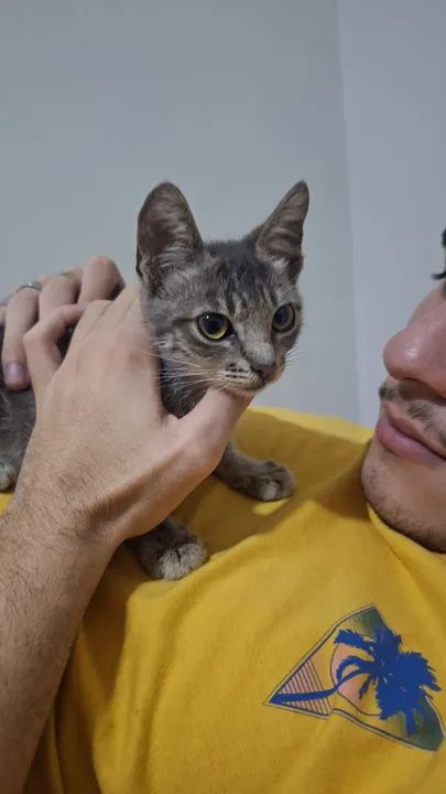 Gato Carinhoso para Adoção