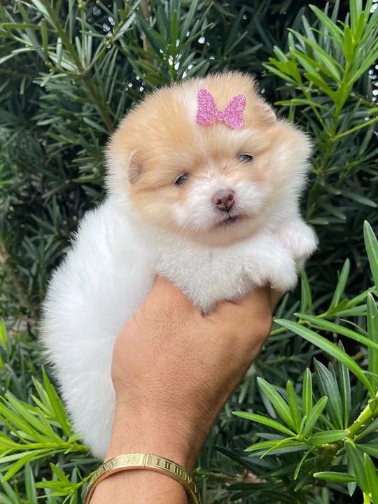 Lulu da pomerania femeas 