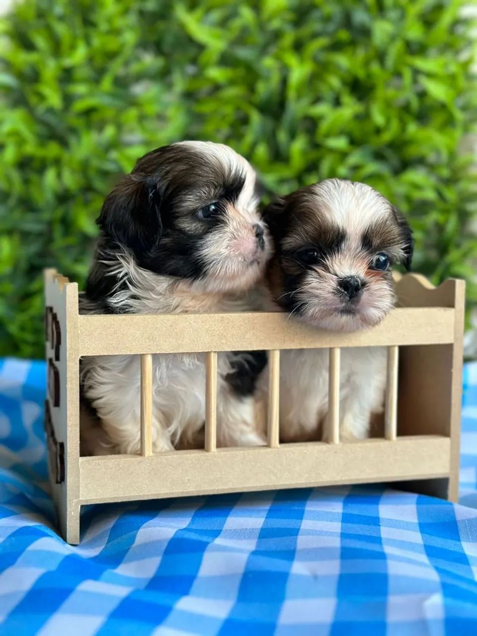Shih Tzu meninos para reserva  - Foto 3