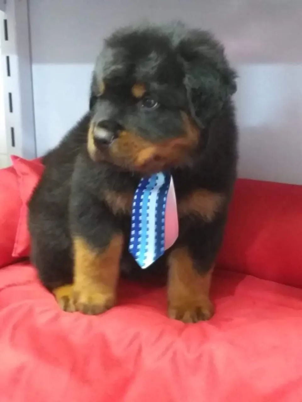 Rottweiler cabeça de tou com pedigree CBKC - Foto 3