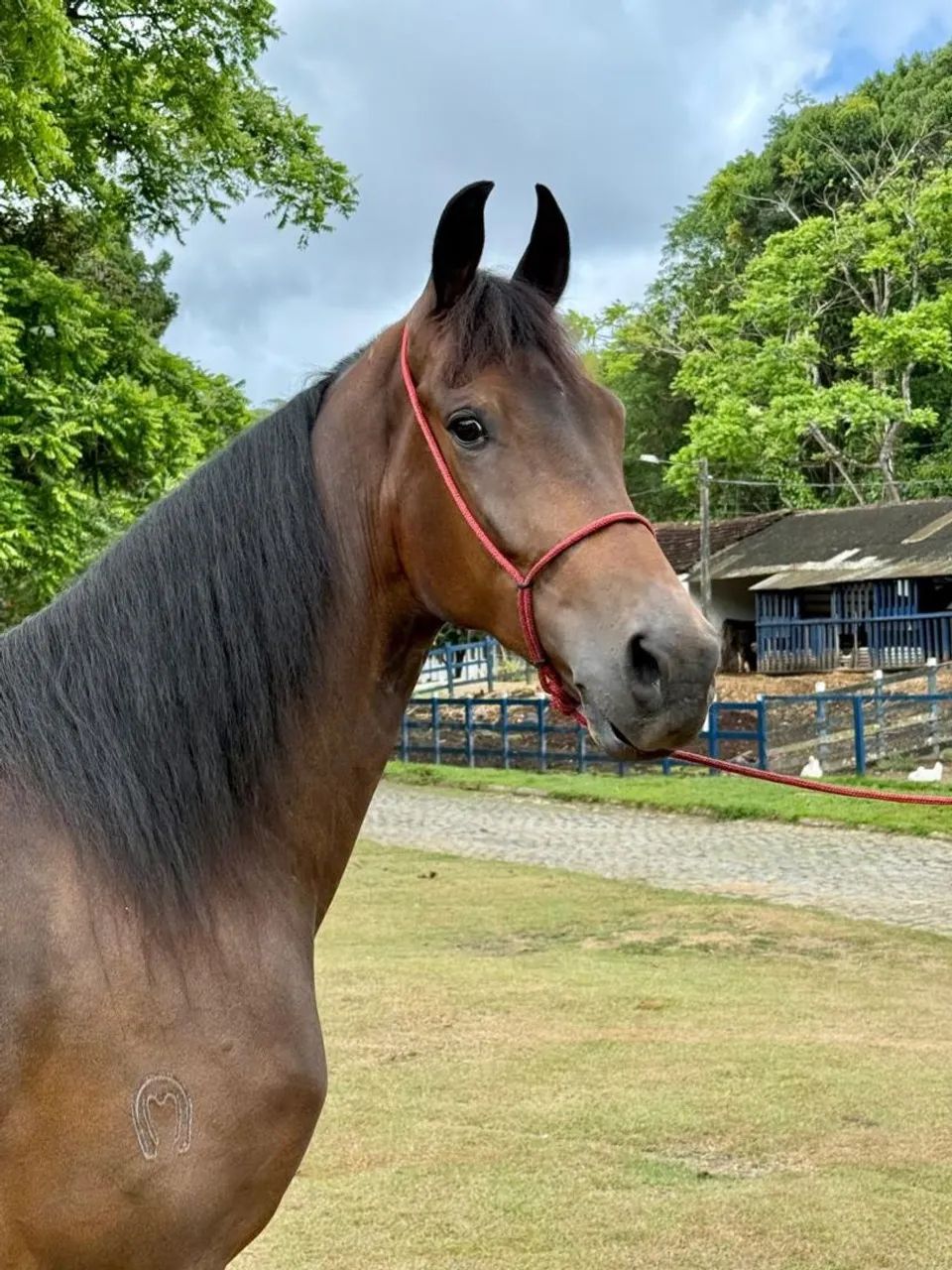 Cavalo Mangalarga  - Foto 5