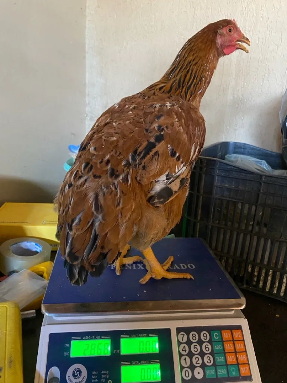 Frangas poedeiras - R$ 60 cada - Foto 2