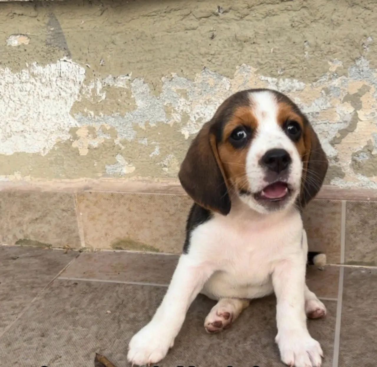 Vendo Beagle Filhotes Nasceram dia 02 de Fevereiro - Foto 5