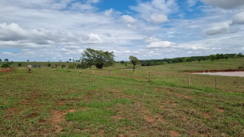 Exclusividade! Fazenda 320 alqueires Paulista em Aparecida do Taboado - MS