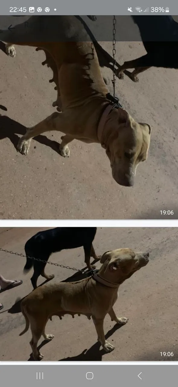 Pitbull fêmea para adoção