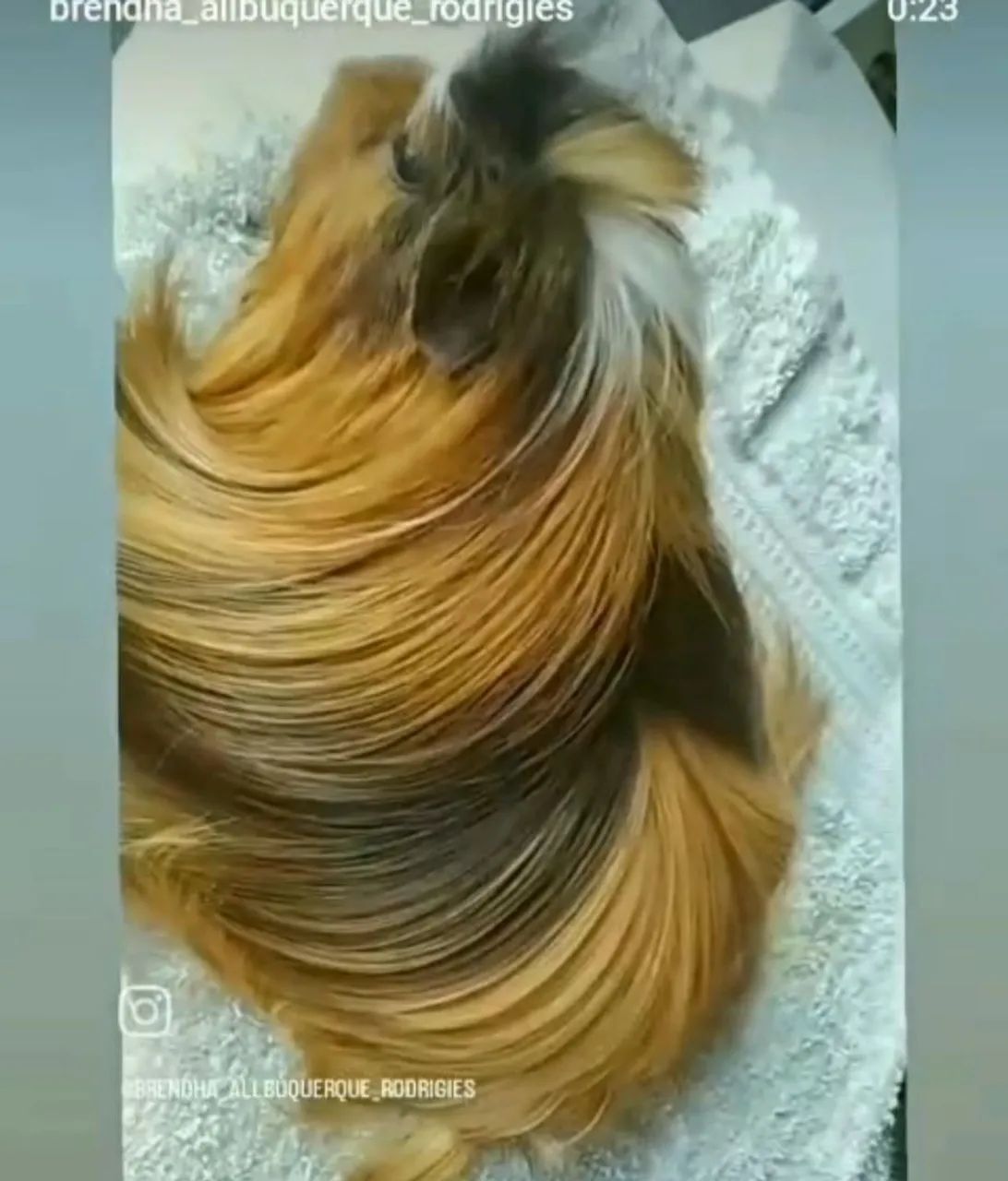 Porquinho da Índia (Coronet pelo longo)