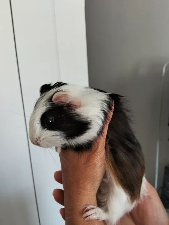 Porquinho da índia fofinho  - Foto 2