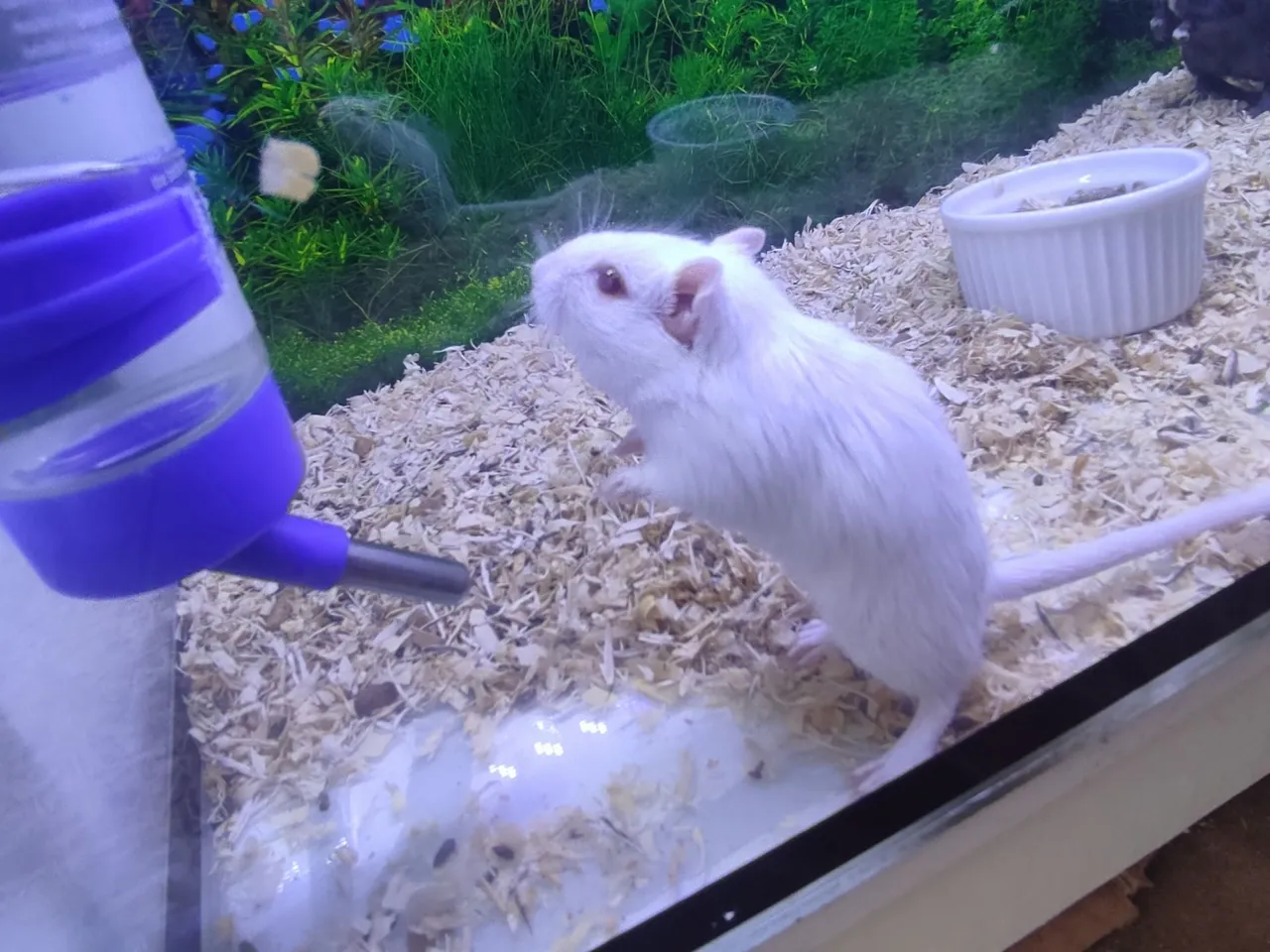 Gerbil