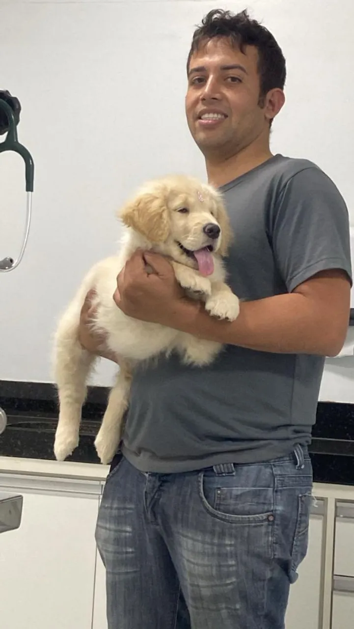 Golden Retriever : Fêmea e Machos