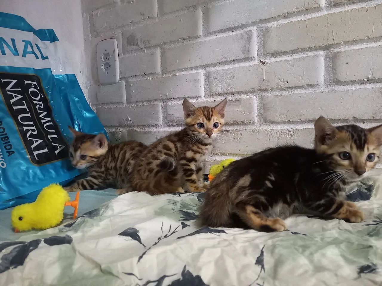 Gato BENGAL filhotes  - Foto 3