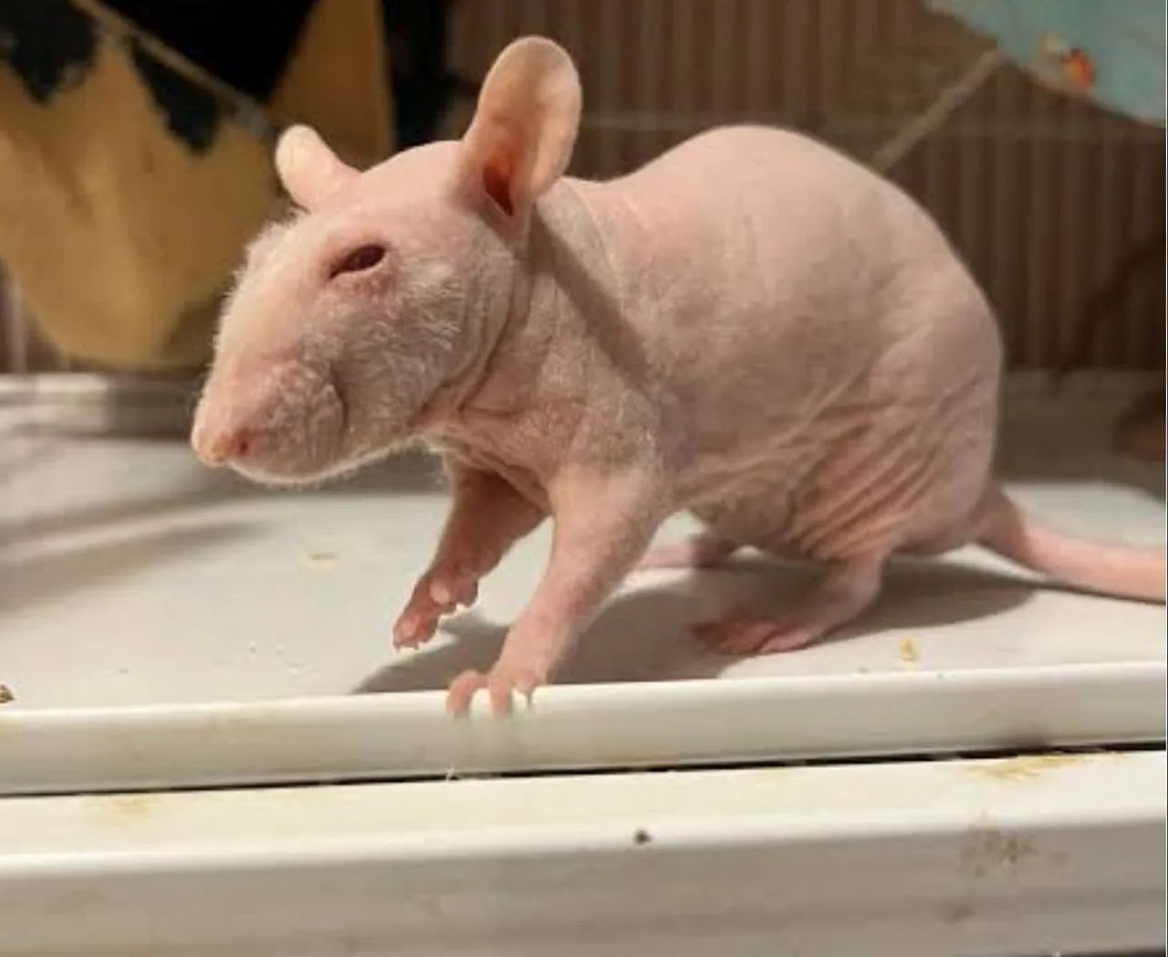 Hairless a venda  - Foto 6