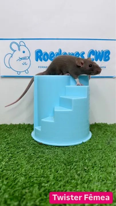 Rato Twister/Mercol (Roedores CWB)  - Foto 3
