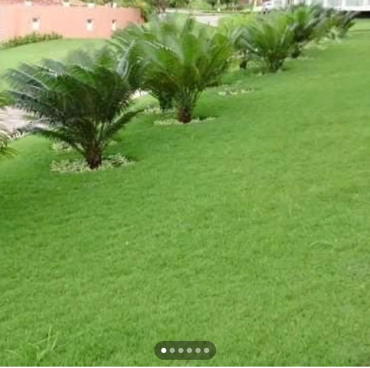A & V PLANTAÇÃO DE GRAMA BERMUDA  - Foto 4