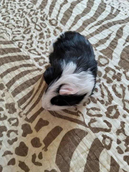 Porquinho da índia fofinho  - Foto 3