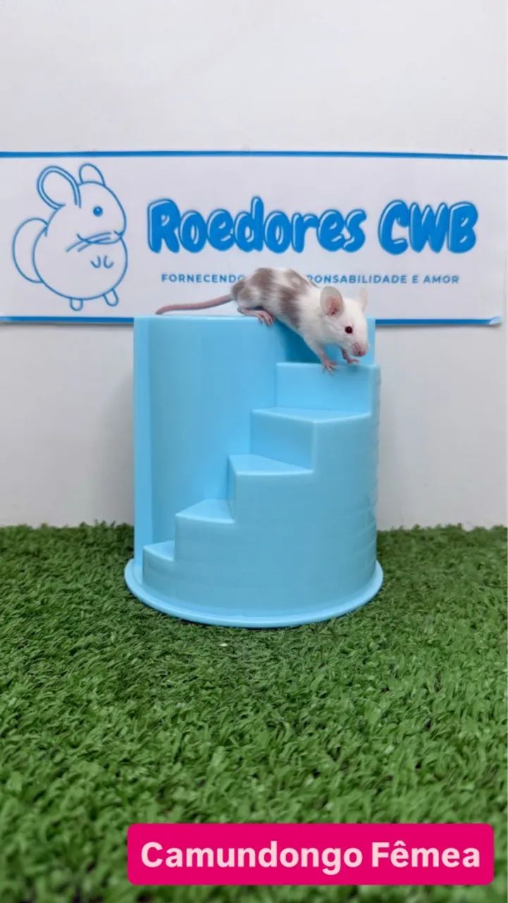 Camundongos várias cores (Roedores CWB) 