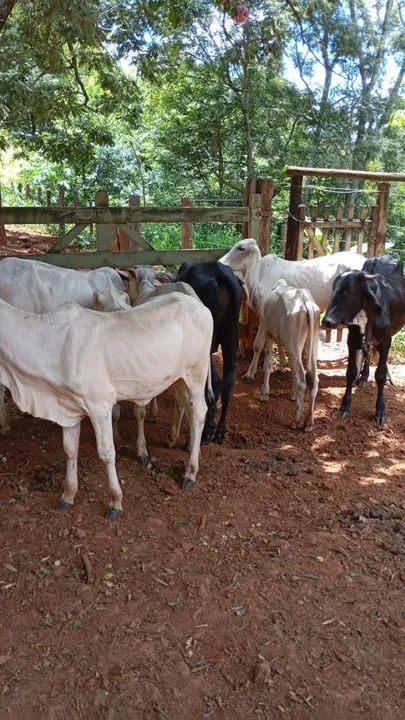 9 bezerros (as) Nelore, Tabanel, Girolando - Foto 3