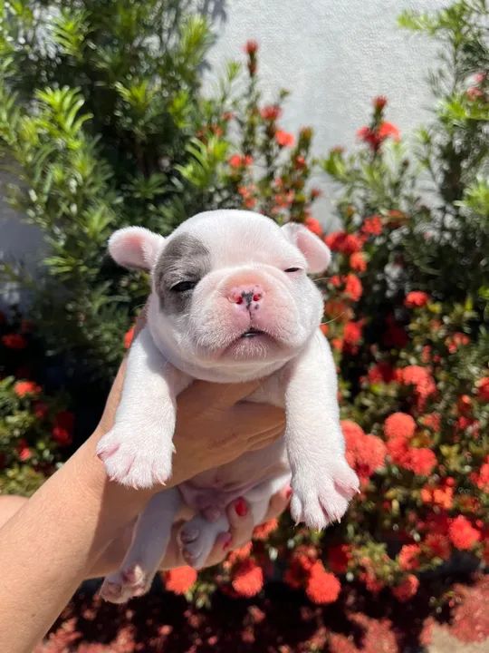 Filhote de Bulldog Francês - Olhos azuis - Foto 4