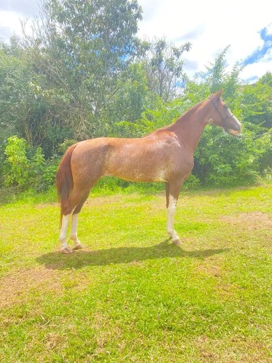Égua manga larga top na marcha novinha  - Foto 2