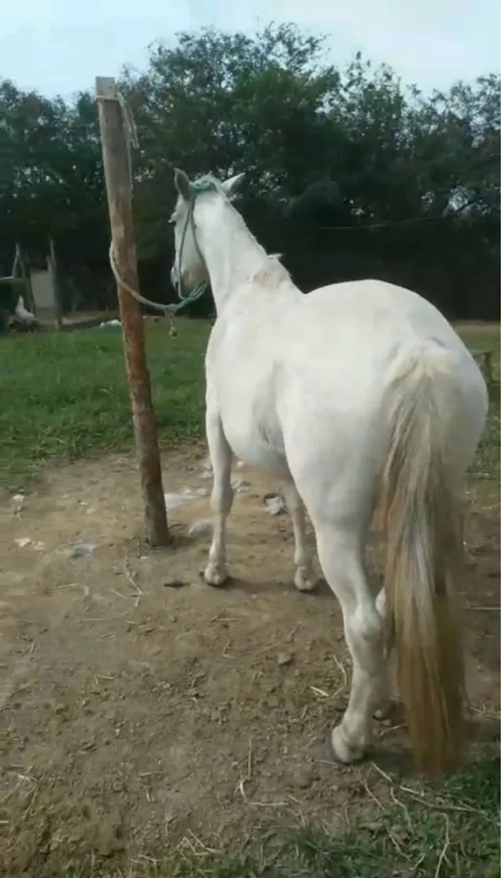 Égua tordilha  - Foto 2