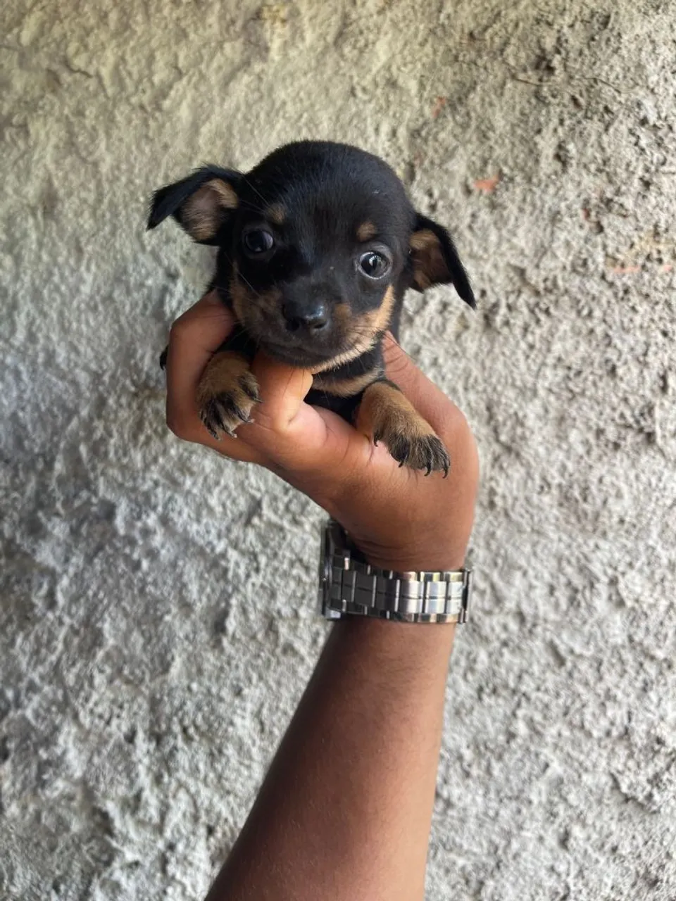 PINSCHER miniatura: