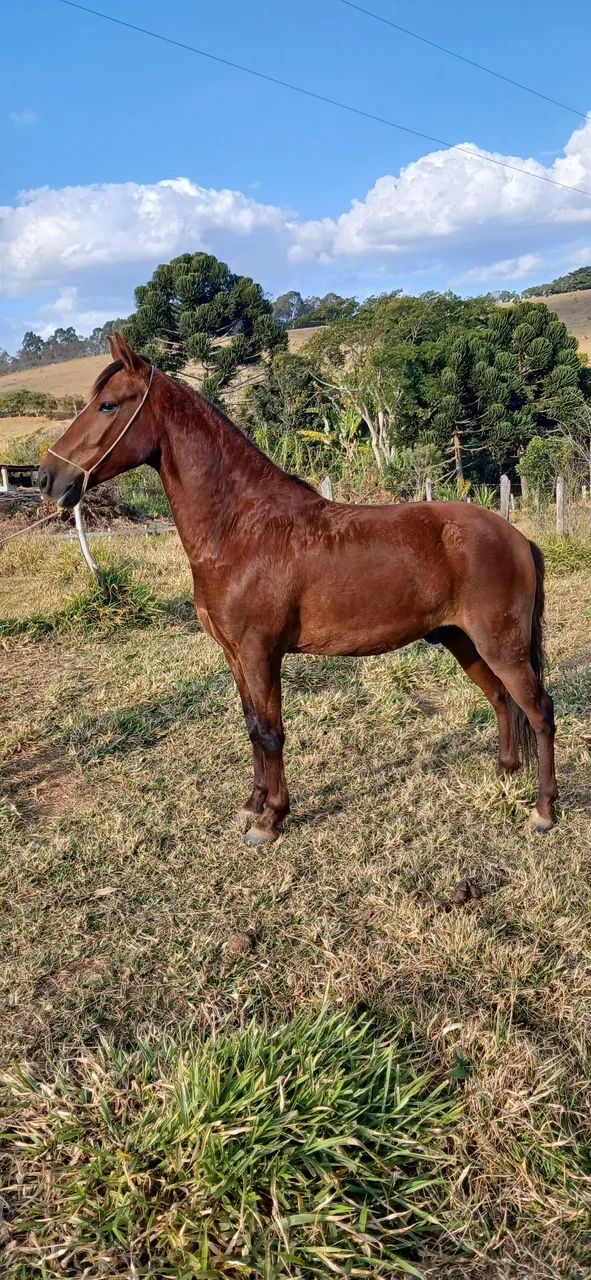 Cavalo Mangalarga Marchador  - Foto 2