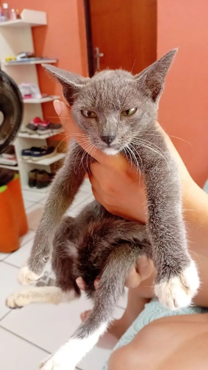 Gatinho cinza e branco disponível para adoção! - Foto 5