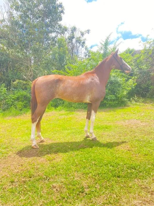 Égua manga larga top na marcha novinha  - Foto 3