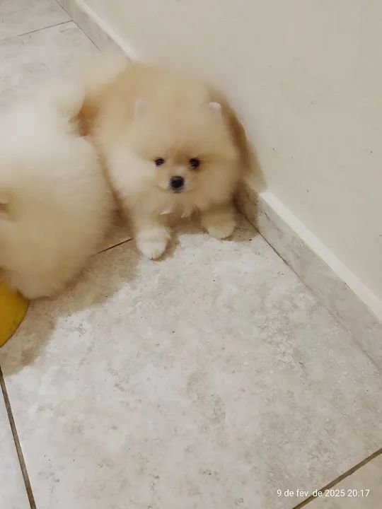 Vendo machinho de Spitz Alemão Com  - Foto 2