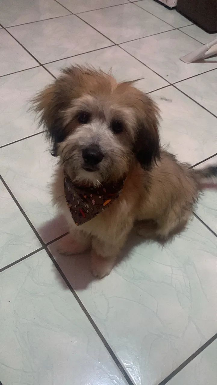 Filhote de Shih Tzu com lhasa apso  - Foto 2