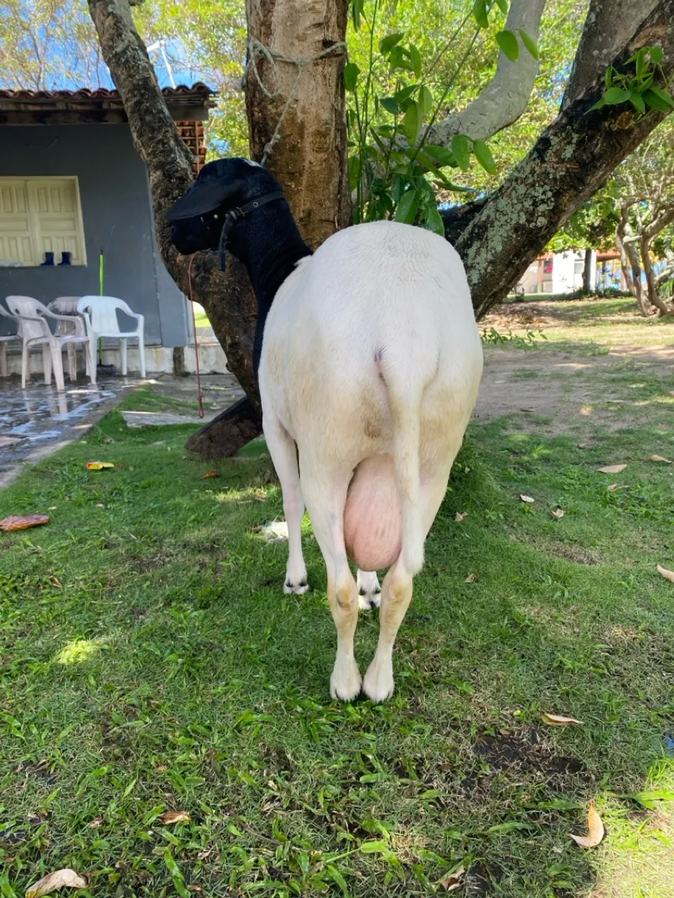 Ovelha para criação