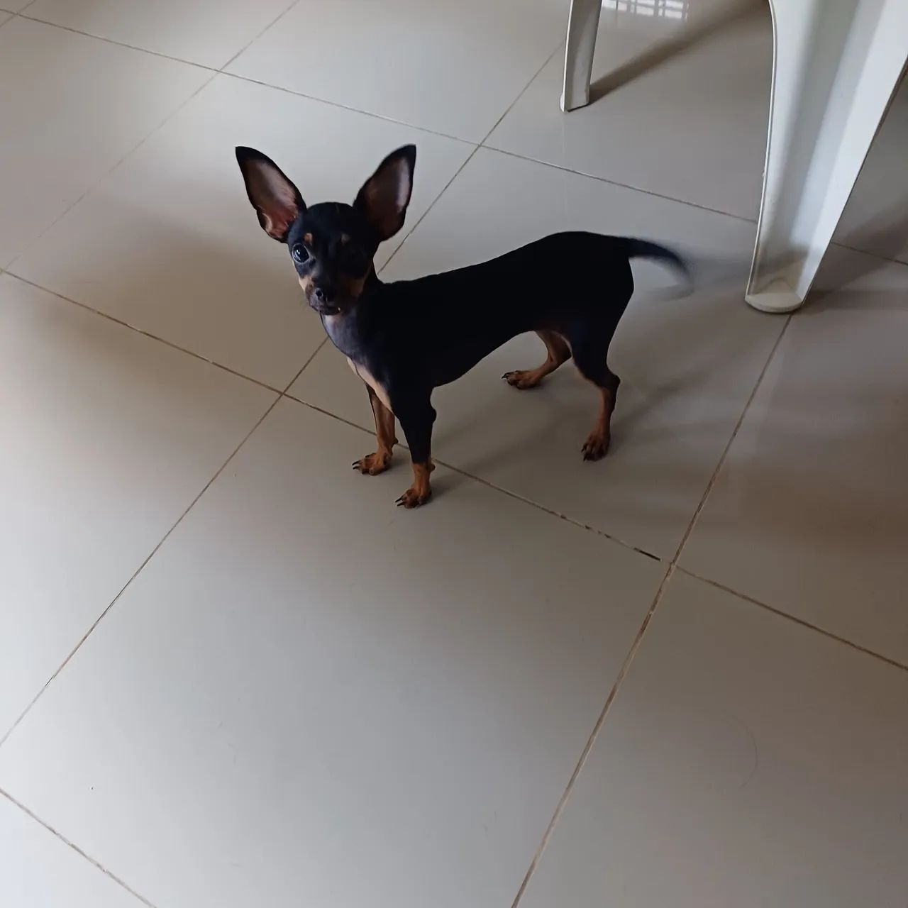   Pinscher  femia nu, 1 