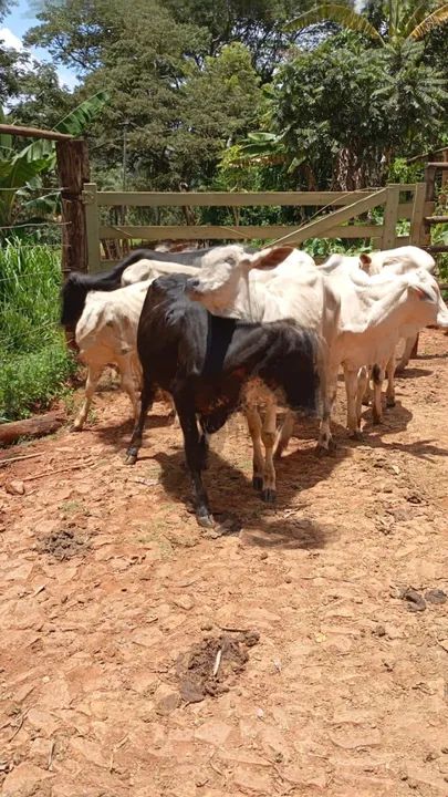 9 bezerros (as) Nelore, Tabanel, Girolando - Foto 2