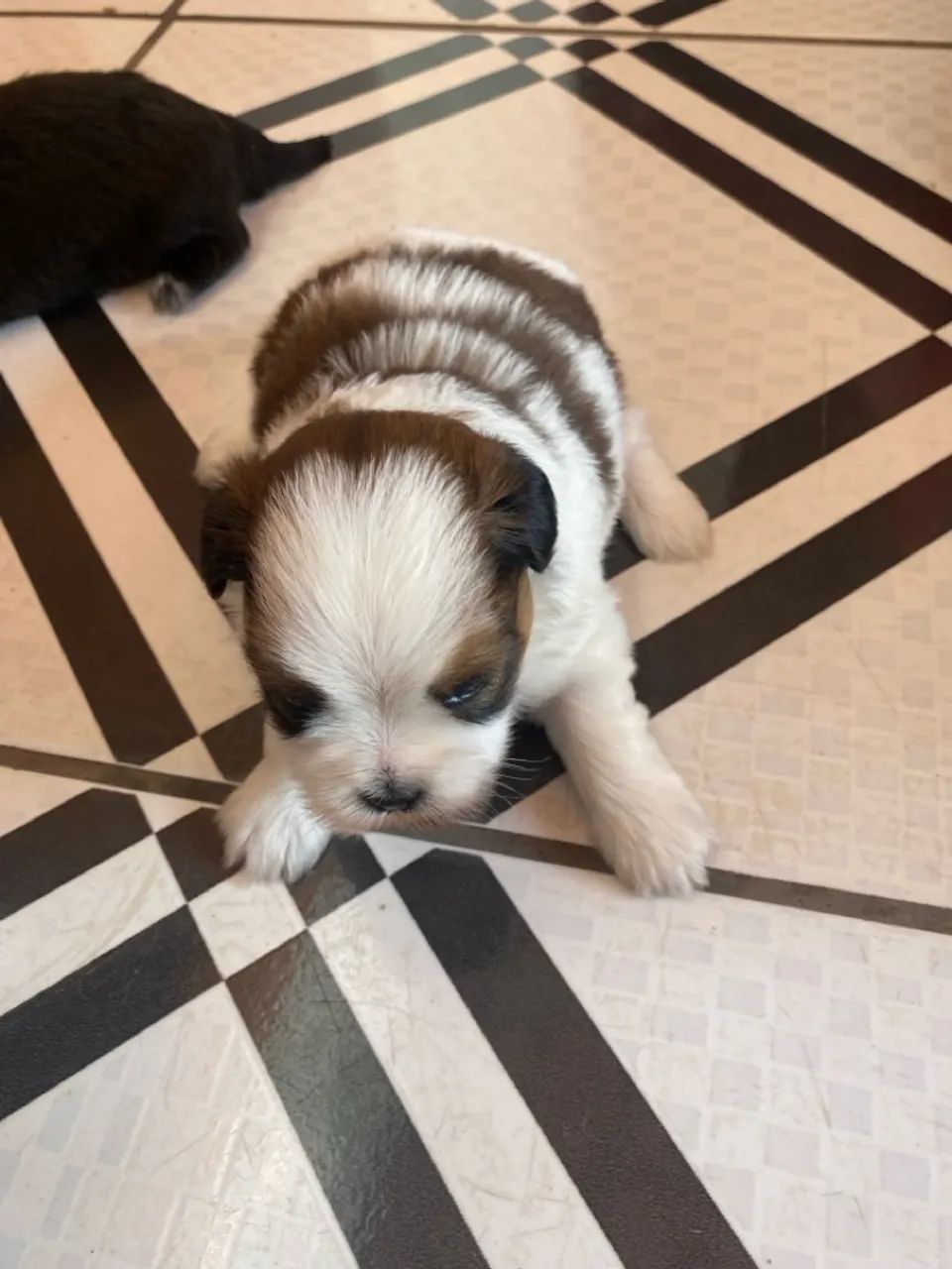 Filhotes de Lhasa Apso - Nascidos em 13/5/25 - Foto 5