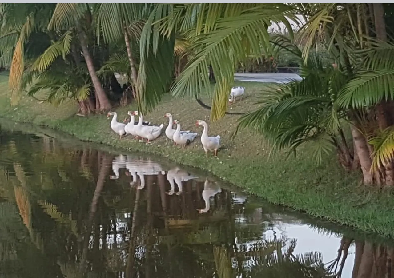 Vendo lote condomínio jandaia
