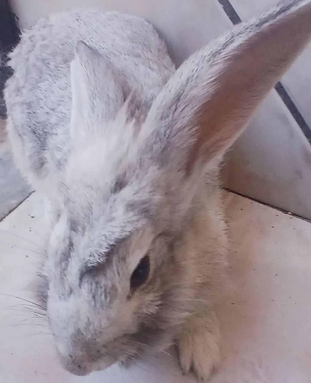 Coelho Cinza de Estimação