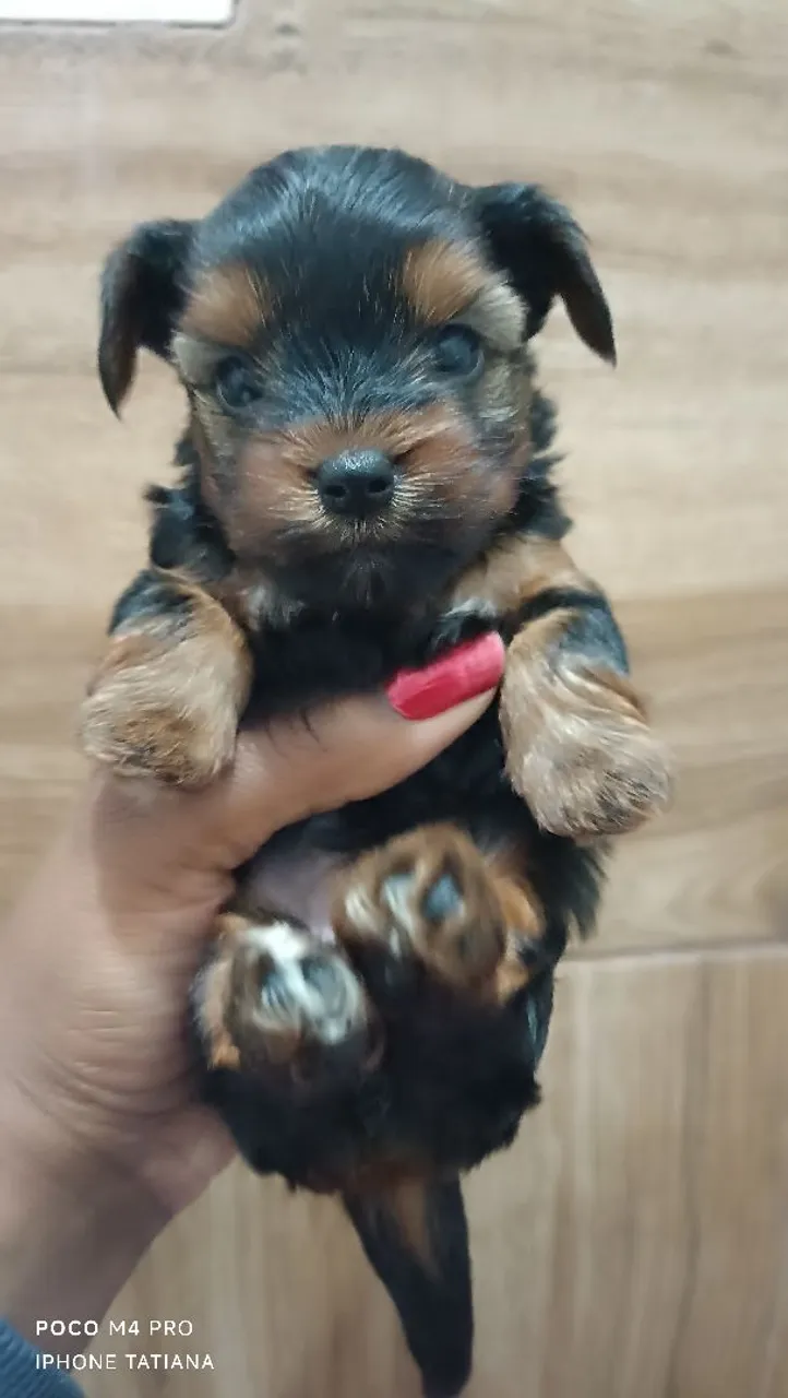 Filhote de Yorkshire Terrier micro