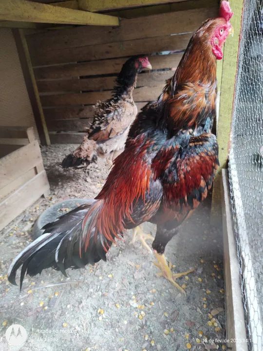 Galinhas de raça  - Foto 2
