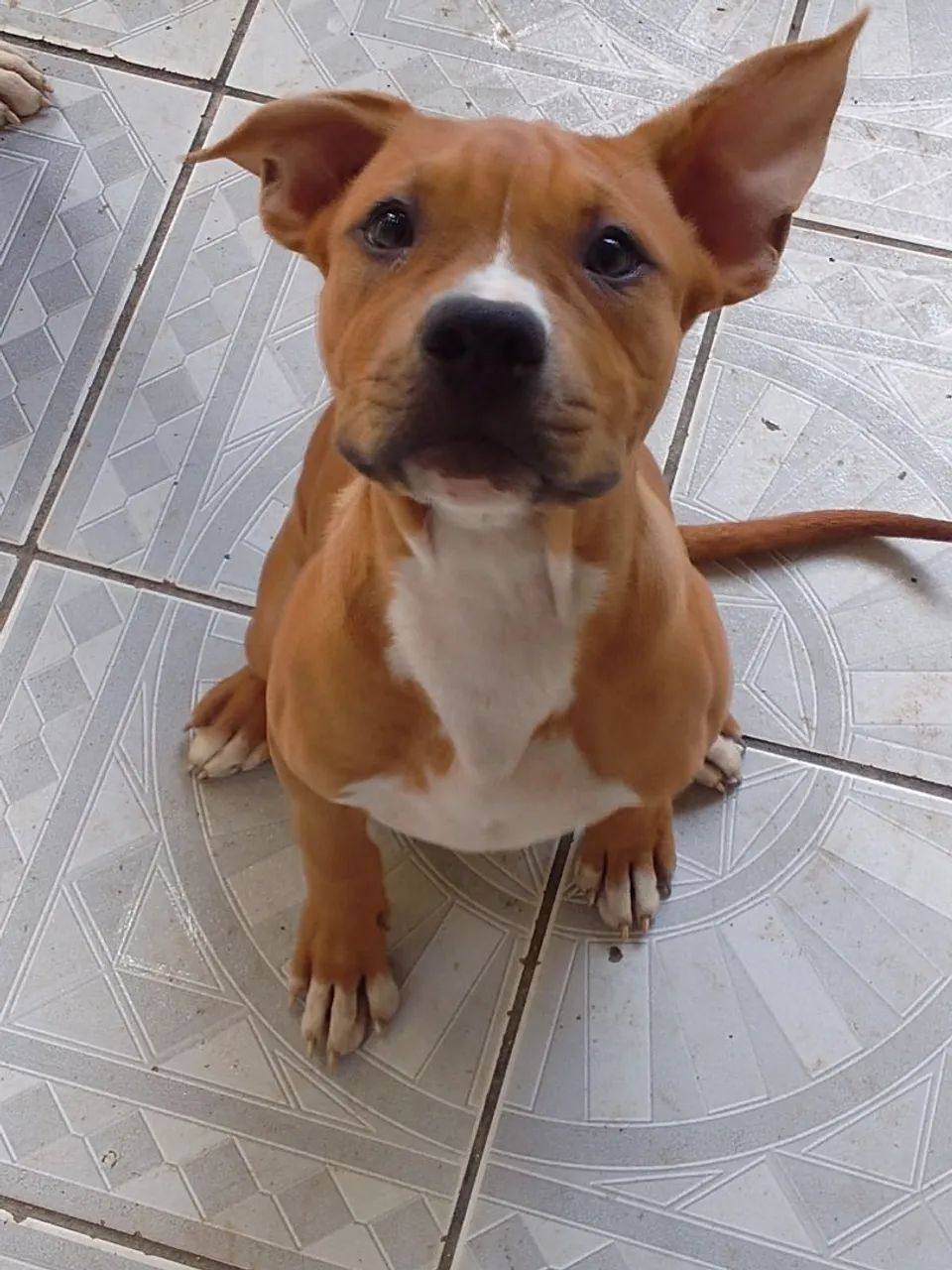 Cachorro  - Foto 2